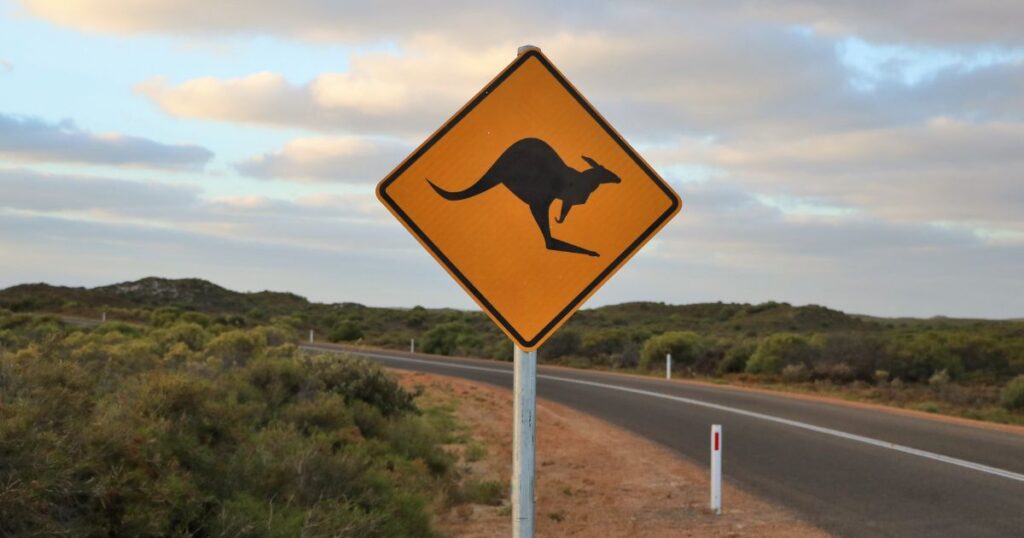 Martha the Kangaroo Takes a Short Oklahoma Joyride